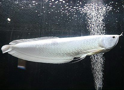 觀賞魚銀龍魚能長多大