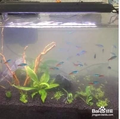 魚缸水起白霧怎么解決