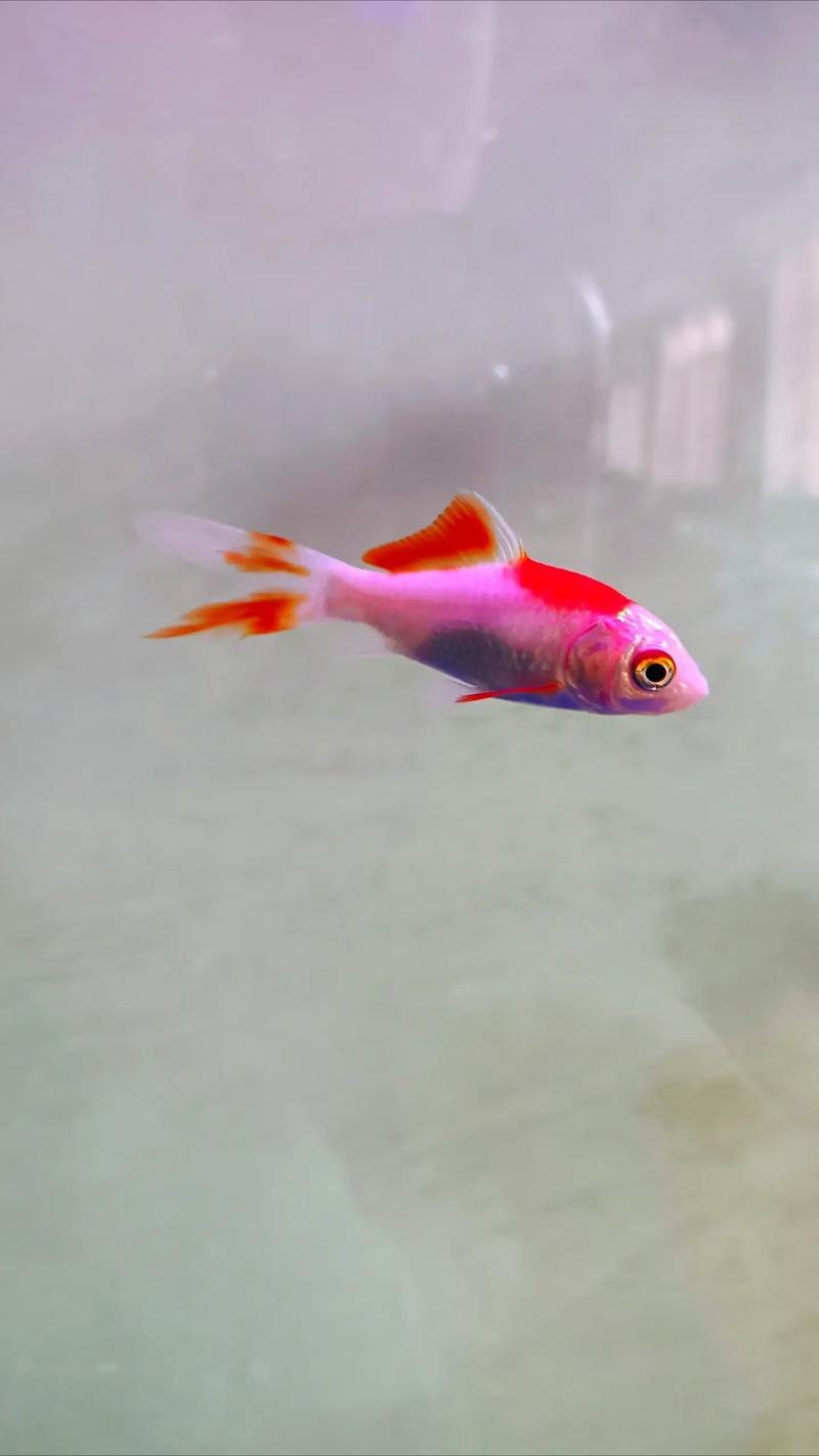 推薦幾款適合拍攝小龍魚的鏡頭