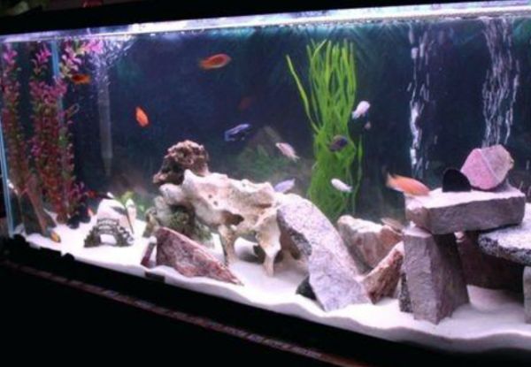 海鹽放魚缸多少比例（海鹽放魚缸比例取決于您是養淡水魚還是海水魚）