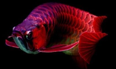 紅龍魚老是饑餓嗯老是撞頂蓋（紅龍魚在饑餓狀態(tài)下可能會出現(xiàn)撞缸的行為，可能是由于饑餓狀態(tài)下）