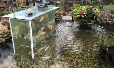 國外魚缸：國外購買魚缸需要注意的事項(xiàng)