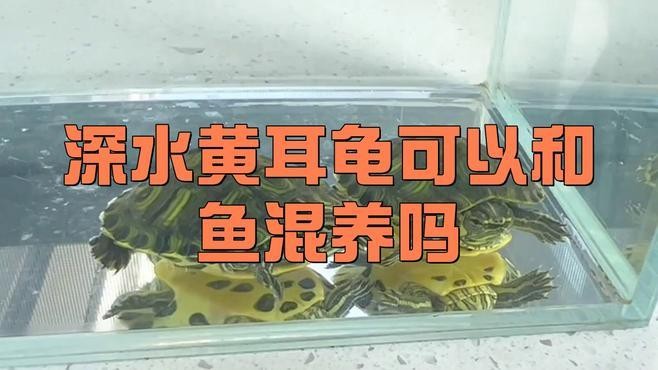 黃耳龜和龍魚混養 黃耳龜和龍魚混養 龍魚百科 第1張