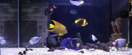 海魚魚缸造景的幾個關鍵點：海魚魚缸的造景技巧 海魚魚缸造景的幾個關鍵點：海魚魚缸的造景技巧 魚缸百科