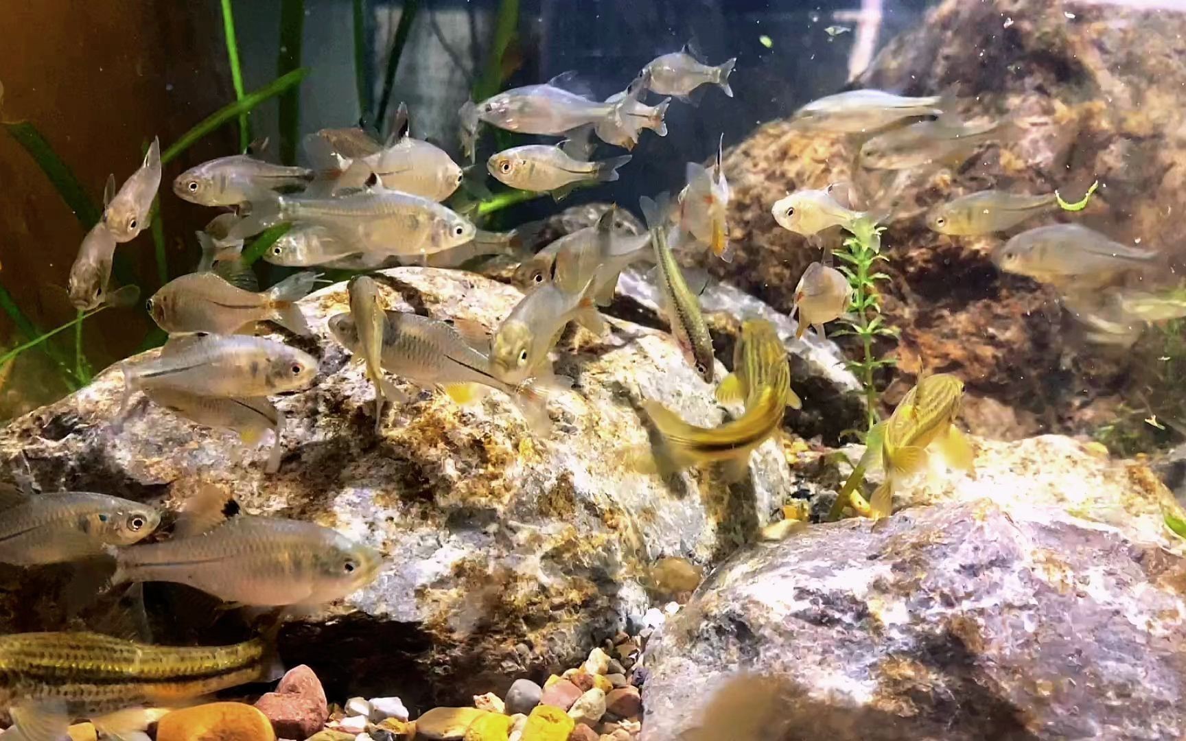 黑魚的養殖技巧：黑魚在魚缸中的養殖技巧