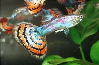 魚缸彩色石子有什么危害嗎：魚缸彩色石子可能會帶來哪些危害？