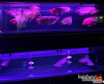 紅龍魚缸底用什么顏色的燈（關(guān)于紅龍魚缸底燈選擇的詳細信息紅龍魚缸底燈選擇的詳細信息）