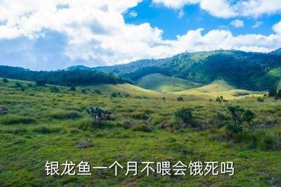 龍魚的水溫一般是在多少度養(yǎng)殖：龍魚養(yǎng)殖龍魚多長時間不吃食會餓死:龍魚的水質(zhì)養(yǎng)殖 龍魚的水溫一般是在多少度養(yǎng)殖：龍魚養(yǎng)殖龍魚多長時間不吃食會餓死:龍魚的水質(zhì)養(yǎng)殖 龍魚百科 第3張
