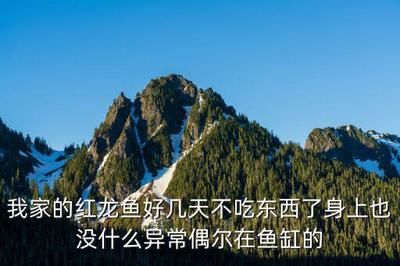 龍魚的水溫一般是在多少度養(yǎng)殖：龍魚養(yǎng)殖龍魚多長時間不吃食會餓死:龍魚的水質(zhì)養(yǎng)殖 龍魚的水溫一般是在多少度養(yǎng)殖：龍魚養(yǎng)殖龍魚多長時間不吃食會餓死:龍魚的水質(zhì)養(yǎng)殖 龍魚百科 第1張