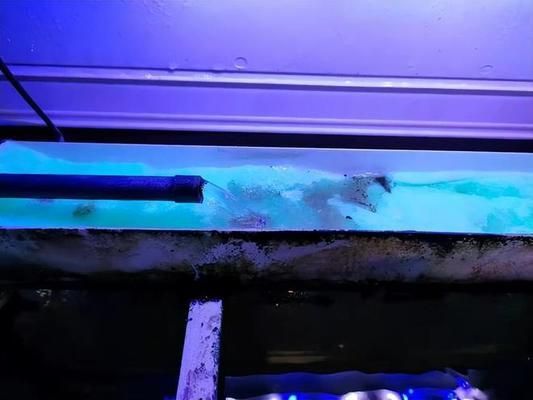 海豚魚缸過濾器怎么清洗：海豚魚缸過濾器清洗方法