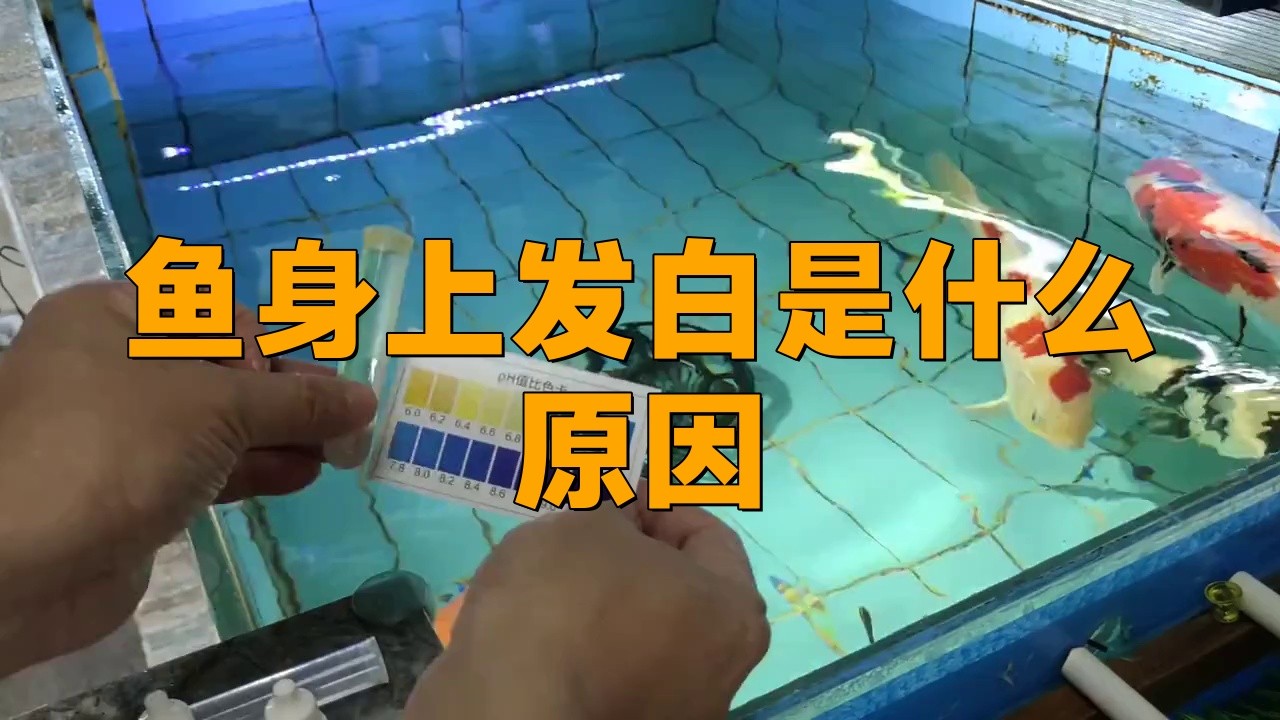 銀龍魚全身發白是什么原因引起的視頻