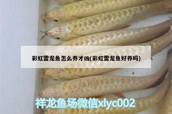 雷龍魚繁殖期飼料選擇：雷龍魚繁殖期營養需求詳解