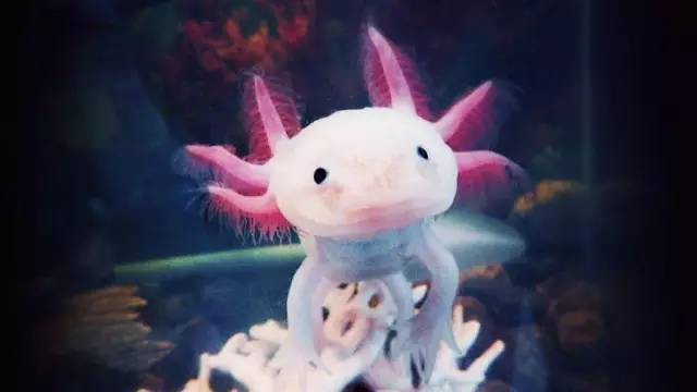 六角恐龍魚可以長到多大