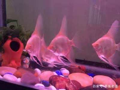 龍魚下鰭根部斷了：龍魚下鰭斷了怎么辦 龍魚下鰭根部斷了：龍魚下鰭斷了怎么辦 龍魚百科 第2張