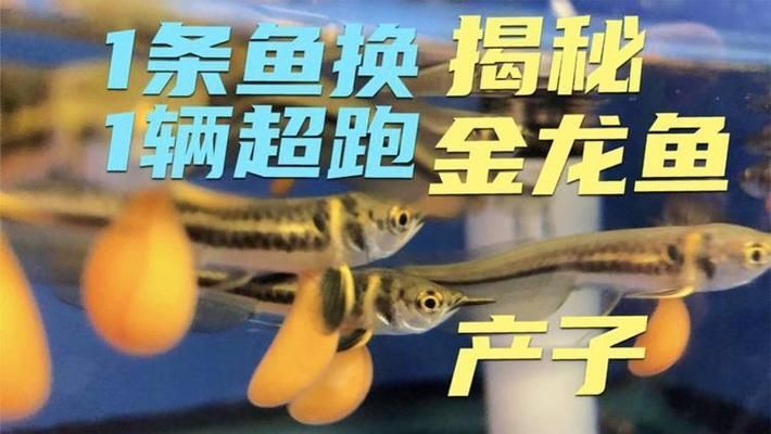 金龍魚口孵