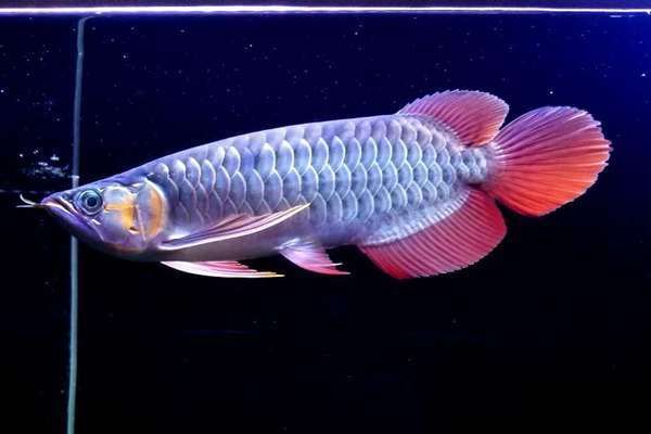 龍魚打斗怎么辦：龍魚拒食怎么辦