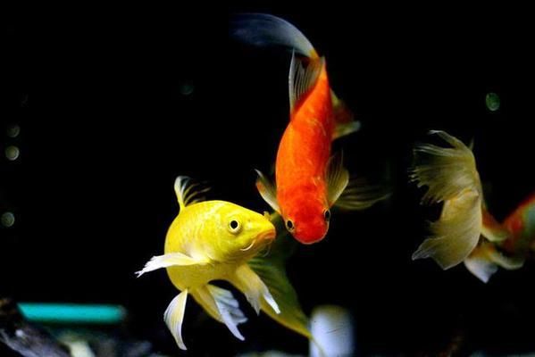 <strong><mark>福建</mark></strong>魚缸sianlon祥龍魚場：<strong><mark>福建</mark></strong>魚缸sianlon祥龍魚場售后服務介紹