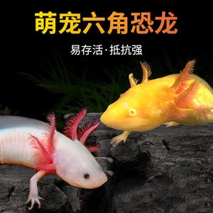 萬龍魚是冷水魚嗎（萬龍魚不是冷水魚而是淡水魚，而是熱帶淡水魚，而是淡水魚）
