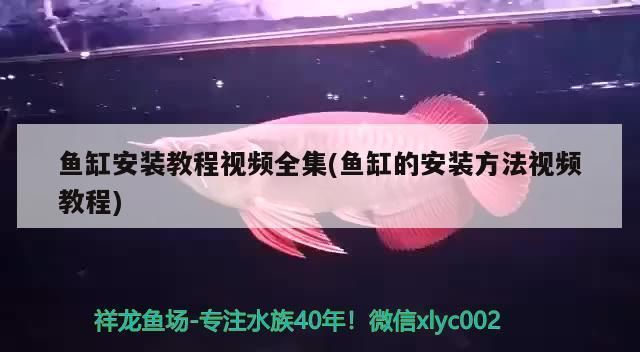 魚缸安裝說明視頻：如何安裝魚缸