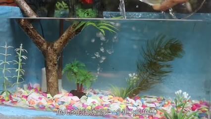 風水魚缸是什么樣的視屏（關于風水魚缸的知識）