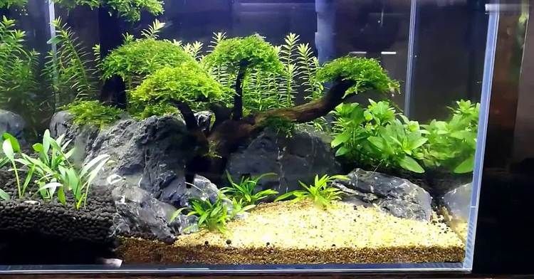 魚缸莫斯樹能活多久啊：如何防治魚缸黑毛藻,莫斯樹適宜的水溫范圍，魚缸水質維護小技巧