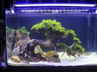 魚缸莫斯樹能活多久啊：如何防治魚缸黑毛藻,莫斯樹適宜的水溫范圍，魚缸水質維護小技巧