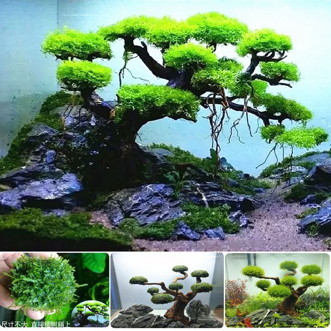 魚缸莫斯樹能活多久啊：如何防治魚缸黑毛藻,莫斯樹適宜的水溫范圍，魚缸水質維護小技巧
