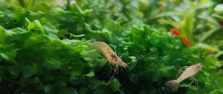 魚缸莫斯樹能活多久啊：如何防治魚缸黑毛藻,莫斯樹適宜的水溫范圍，魚缸水質維護小技巧