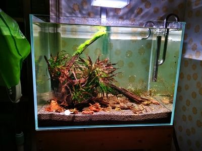 魚缸加熱棒牌子貼吧：魚缸加熱棒品牌用戶評價魚缸加熱棒功率計算方法 魚缸加熱棒牌子貼吧：魚缸加熱棒品牌用戶評價魚缸加熱棒功率計算方法 魚缸百科