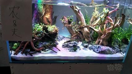 美學探索底濾魚缸：底濾魚缸的造景技巧 美學探索底濾魚缸：底濾魚缸的造景技巧 魚缸百科 第2張