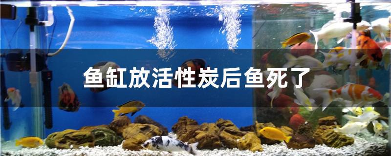 魚缸放活性炭后魚死了