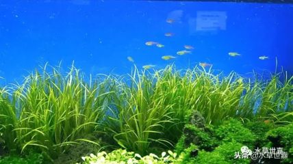 紅龍魚缸背景顏色搭配（養紅龍魚用什么背景顏色比較好）