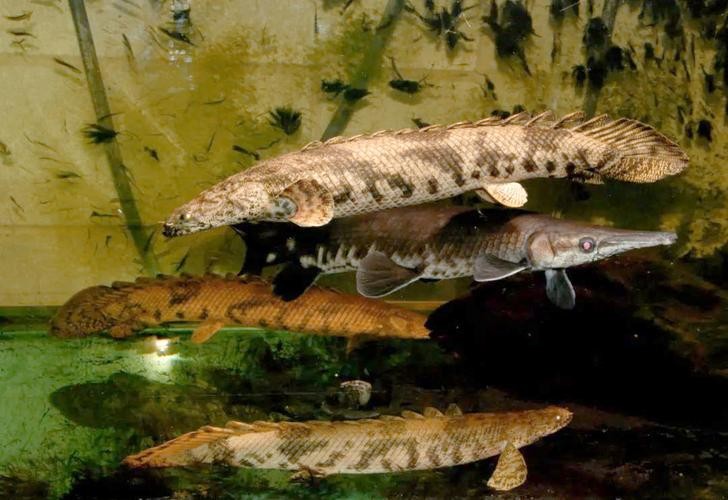 非洲恐龍魚 非洲恐龍魚 龍魚百科 第8張