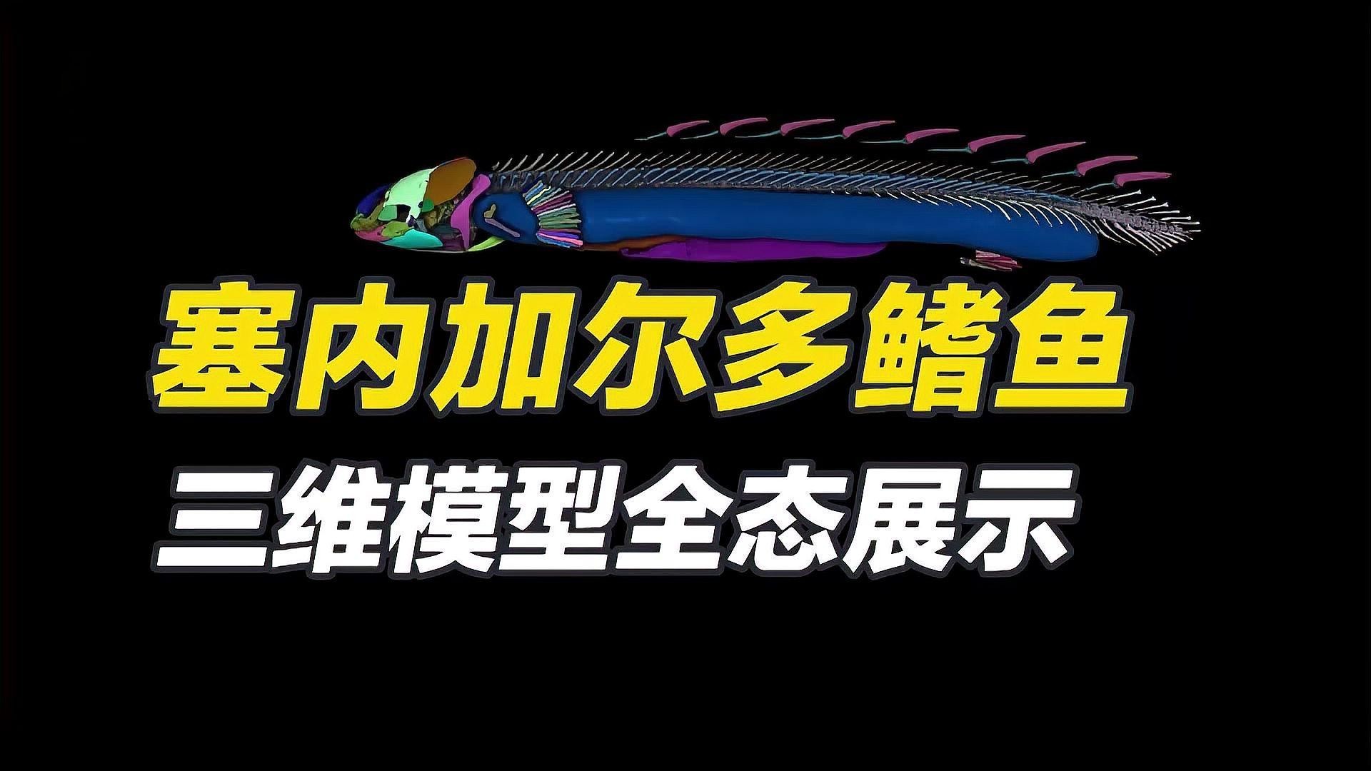 非洲恐龍魚 非洲恐龍魚 龍魚百科 第1張