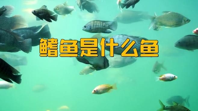 非洲恐龍魚 非洲恐龍魚 龍魚百科 第3張