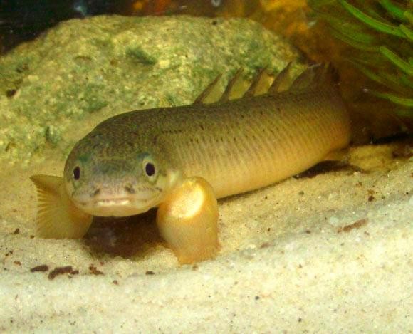 非洲恐龍魚 非洲恐龍魚 龍魚百科 第4張