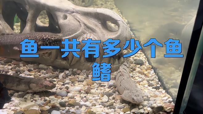 非洲恐龍魚 非洲恐龍魚 龍魚百科 第2張