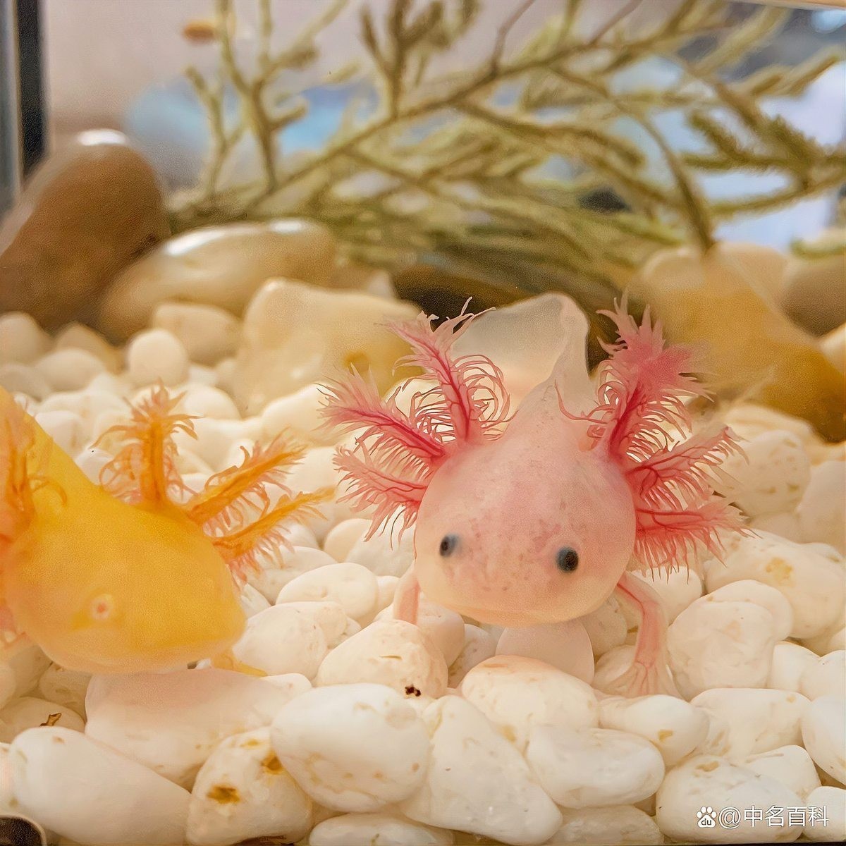 非洲恐龍魚 非洲恐龍魚 龍魚百科 第16張