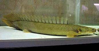 非洲恐龍魚 非洲恐龍魚 龍魚百科 第5張