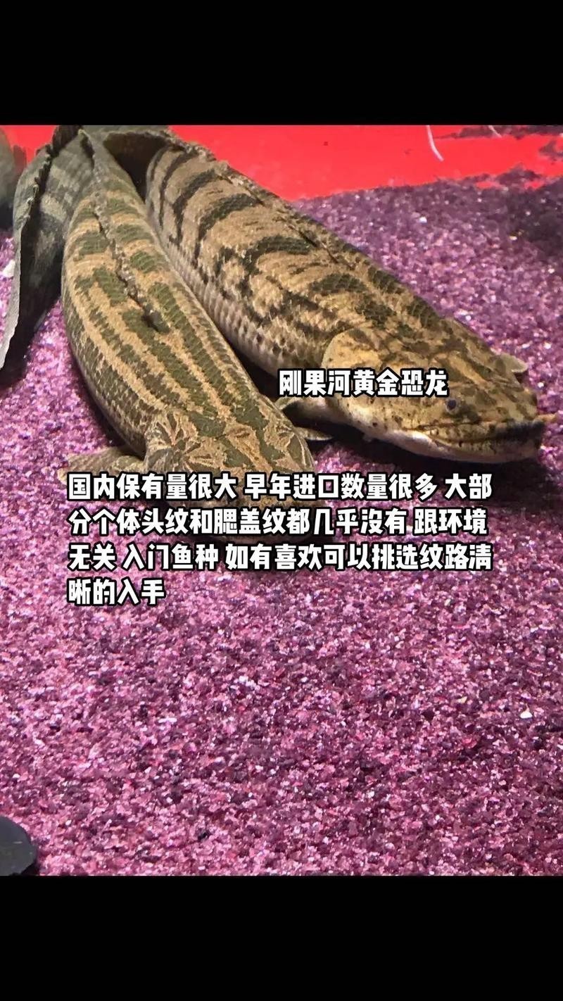非洲恐龍魚 非洲恐龍魚 龍魚百科 第10張