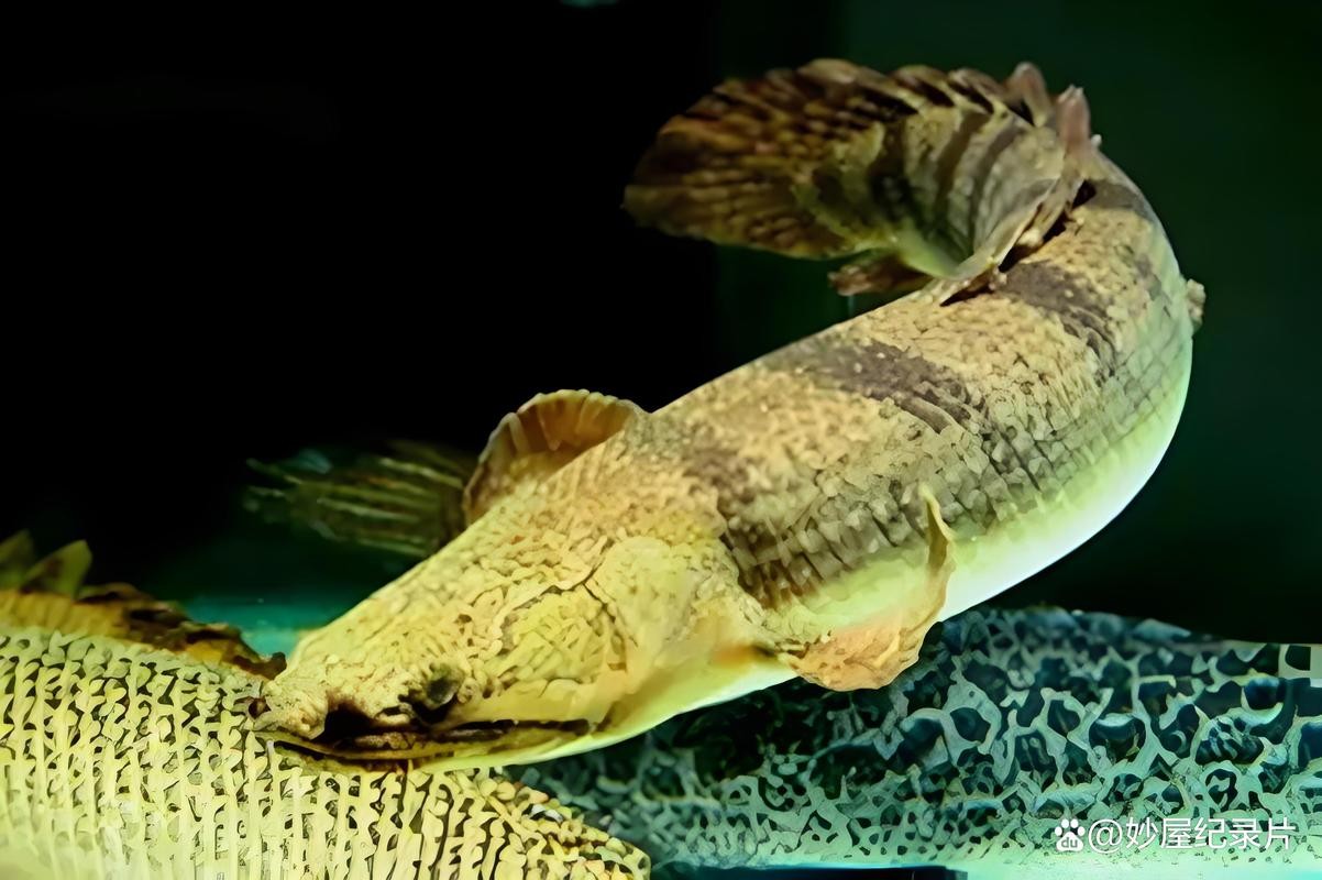 非洲恐龍魚 非洲恐龍魚 龍魚百科 第7張