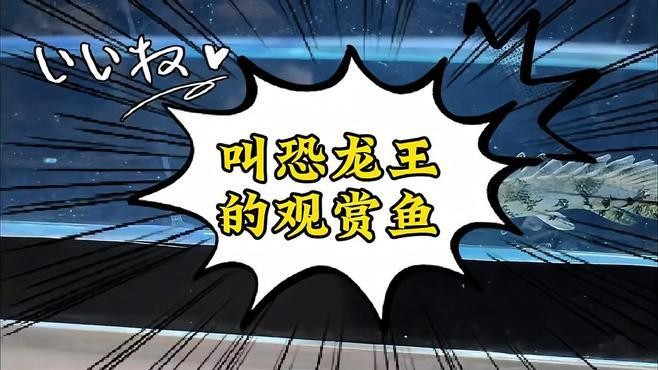 非洲恐龍魚 非洲恐龍魚 龍魚百科 第11張