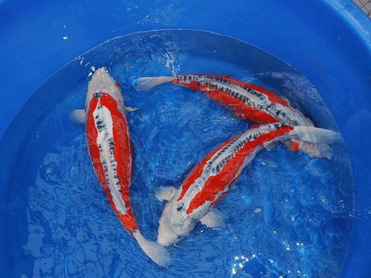 夏季魚缸過濾維護要點：夏季魚缸過濾系統的維護