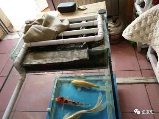 夏季魚缸過濾維護要點：夏季魚缸過濾系統的維護