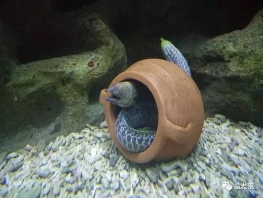夏季魚缸過濾維護要點：夏季魚缸過濾系統的維護