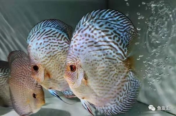 夏季魚缸過濾維護要點：夏季魚缸過濾系統的維護