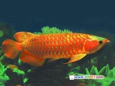 杭州吳山花鳥城飛翔的藍鯨水族館（杭州吳山花鳥魚市場） 杭州吳山花鳥城飛翔的藍鯨水族館（杭州吳山花鳥魚市場） 全國水族館企業名錄