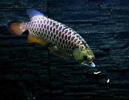白條過背金龍魚圖片高清大圖大全