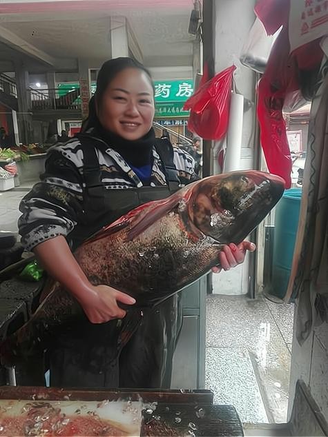 長春龍魚價格行情走勢