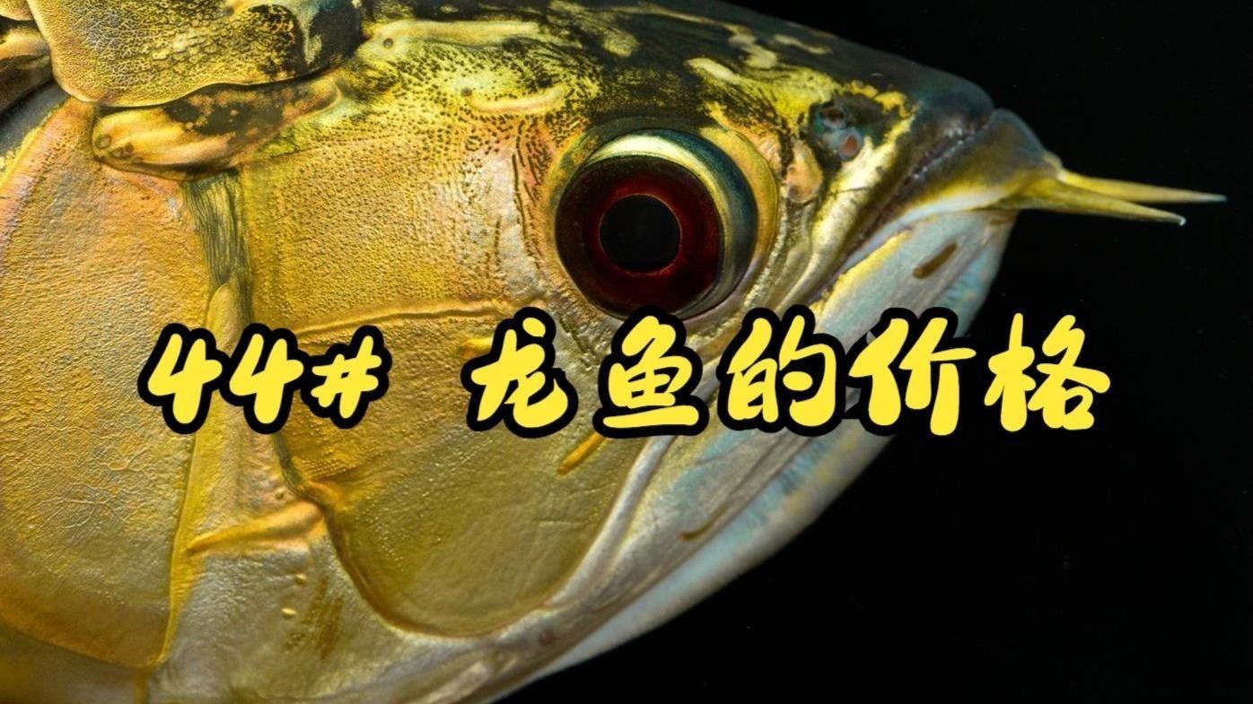 橙紅龍魚(yú)的價(jià)格范圍